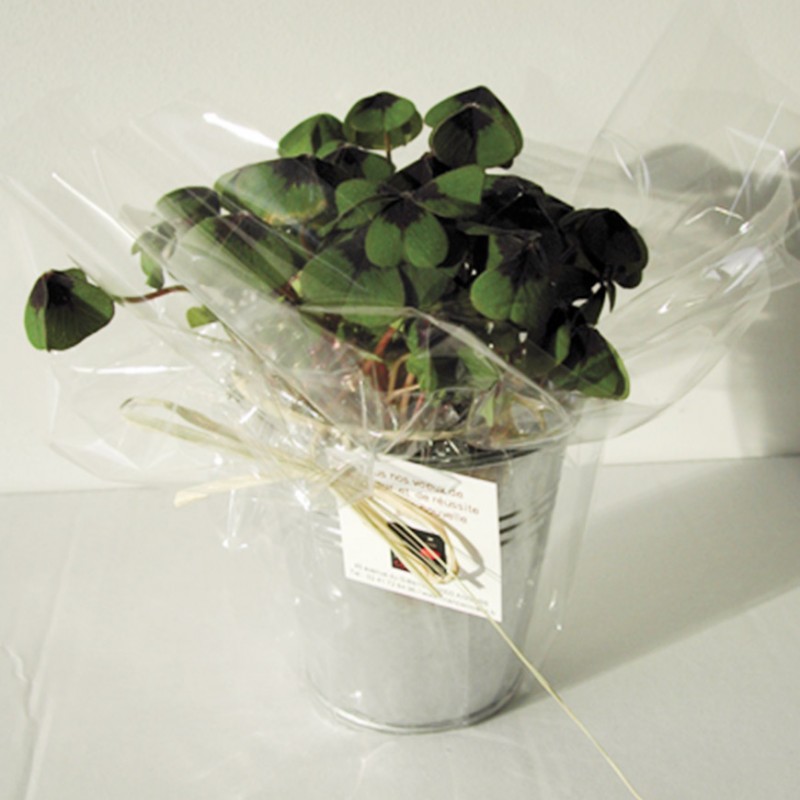 Trèfle à 4 feuilles poussé en pot zinc 6cm - Idées Nature