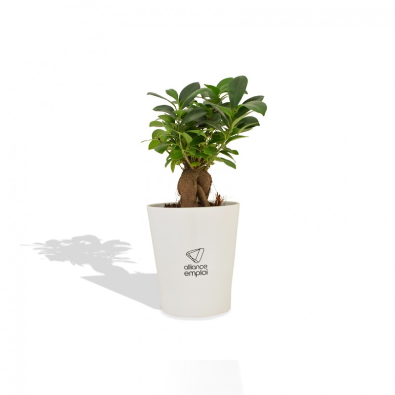 Ficus Ginseng Bonsaï pot céramique rond - Objet Publicitaire Nature